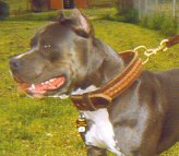 Tyson looks great in our Gorgeous Wide Brown Leather Special Dog Collar- Fashion Exclusive Design 